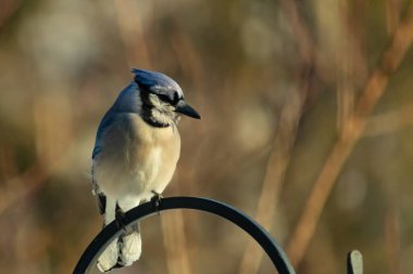Canlı bir Mavi Jay zarif bir şekilde tüneyerek yumuşak güneş ışığında çarpıcı mavi, siyah ve beyaz tüylerini sergiliyor. Bu yakın çekim kuşun detaylı özelliklerini yakalar, doğa, vahşi yaşam veya arka bahçe kuş teması için idealdir..