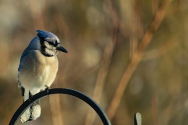 Canlı bir Mavi Jay zarif bir şekilde tüneyerek yumuşak güneş ışığında çarpıcı mavi, siyah ve beyaz tüylerini sergiliyor. Bu yakın çekim kuşun detaylı özelliklerini yakalar, doğa, vahşi yaşam veya arka bahçe kuş teması için idealdir..
