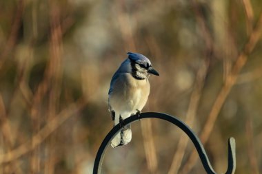 Canlı bir Mavi Jay zarif bir şekilde tüneyerek yumuşak güneş ışığında çarpıcı mavi, siyah ve beyaz tüylerini sergiliyor. Bu yakın çekim kuşun detaylı özelliklerini yakalar, doğa, vahşi yaşam veya arka bahçe kuş teması için idealdir..