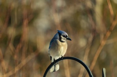 Canlı bir Mavi Jay zarif bir şekilde tüneyerek yumuşak güneş ışığında çarpıcı mavi, siyah ve beyaz tüylerini sergiliyor. Bu yakın çekim kuşun detaylı özelliklerini yakalar, doğa, vahşi yaşam veya arka bahçe kuş teması için idealdir..