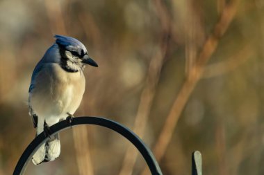 Canlı bir Mavi Jay zarif bir şekilde tüneyerek yumuşak güneş ışığında çarpıcı mavi, siyah ve beyaz tüylerini sergiliyor. Bu yakın çekim kuşun detaylı özelliklerini yakalar, doğa, vahşi yaşam veya arka bahçe kuş teması için idealdir..