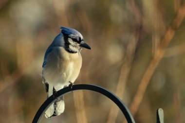Canlı bir Mavi Jay zarif bir şekilde tüneyerek yumuşak güneş ışığında çarpıcı mavi, siyah ve beyaz tüylerini sergiliyor. Bu yakın çekim kuşun detaylı özelliklerini yakalar, doğa, vahşi yaşam veya arka bahçe kuş teması için idealdir..