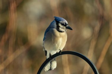 Canlı bir Mavi Jay zarif bir şekilde tüneyerek yumuşak güneş ışığında çarpıcı mavi, siyah ve beyaz tüylerini sergiliyor. Bu yakın çekim kuşun detaylı özelliklerini yakalar, doğa, vahşi yaşam veya arka bahçe kuş teması için idealdir..