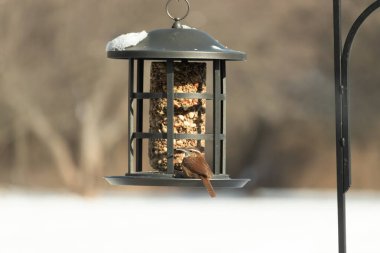 Güzel bir Carolina Wren, zengin kahverengi tüylerini ve belirgin göz çizgilerini sergileyerek bir kuş yemliğini ziyaret eder. Bu yakalama, arka bahçedeki vahşi hayatı ve kuş beslemeyi ön plana çıkarıyor. Doğa ve kuş izleme temaları için mükemmel..