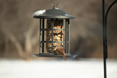 Güzel bir Carolina Wren, zengin kahverengi tüylerini ve belirgin göz çizgilerini sergileyerek bir kuş yemliğini ziyaret eder. Bu yakalama, arka bahçedeki vahşi hayatı ve kuş beslemeyi ön plana çıkarıyor. Doğa ve kuş izleme temaları için mükemmel..