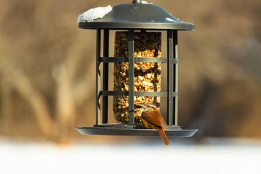 Güzel bir Carolina Wren, zengin kahverengi tüylerini ve belirgin göz çizgilerini sergileyerek bir kuş yemliğini ziyaret eder. Bu yakalama, arka bahçedeki vahşi hayatı ve kuş beslemeyi ön plana çıkarıyor. Doğa ve kuş izleme temaları için mükemmel..