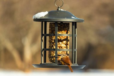 Güzel bir Carolina Wren, zengin kahverengi tüylerini ve belirgin göz çizgilerini sergileyerek bir kuş yemliğini ziyaret eder. Bu yakalama, arka bahçedeki vahşi hayatı ve kuş beslemeyi ön plana çıkarıyor. Doğa ve kuş izleme temaları için mükemmel..