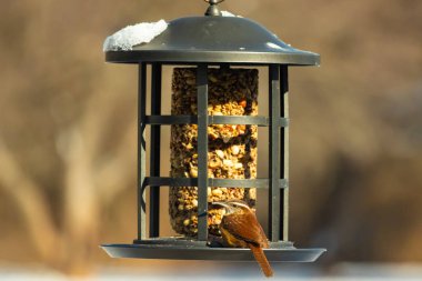 Güzel bir Carolina Wren, zengin kahverengi tüylerini ve belirgin göz çizgilerini sergileyerek bir kuş yemliğini ziyaret eder. Bu yakalama, arka bahçedeki vahşi hayatı ve kuş beslemeyi ön plana çıkarıyor. Doğa ve kuş izleme temaları için mükemmel..