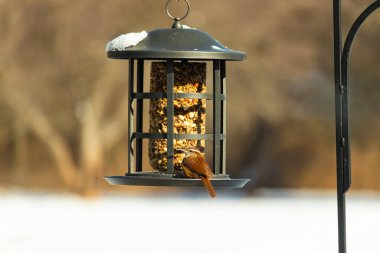Güzel bir Carolina Wren, zengin kahverengi tüylerini ve belirgin göz çizgilerini sergileyerek bir kuş yemliğini ziyaret eder. Bu yakalama, arka bahçedeki vahşi hayatı ve kuş beslemeyi ön plana çıkarıyor. Doğa ve kuş izleme temaları için mükemmel..