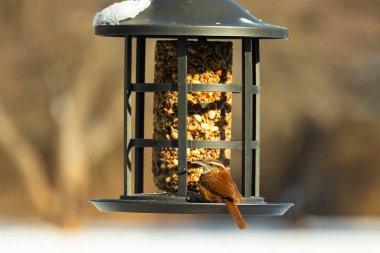 Güzel bir Carolina Wren, zengin kahverengi tüylerini ve belirgin göz çizgilerini sergileyerek bir kuş yemliğini ziyaret eder. Bu yakalama, arka bahçedeki vahşi hayatı ve kuş beslemeyi ön plana çıkarıyor. Doğa ve kuş izleme temaları için mükemmel..