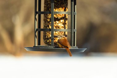 Güzel bir Carolina Wren, zengin kahverengi tüylerini ve belirgin göz çizgilerini sergileyerek bir kuş yemliğini ziyaret eder. Bu yakalama, arka bahçedeki vahşi hayatı ve kuş beslemeyi ön plana çıkarıyor. Doğa ve kuş izleme temaları için mükemmel..