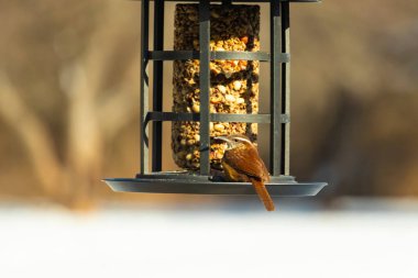 Güzel bir Carolina Wren, zengin kahverengi tüylerini ve belirgin göz çizgilerini sergileyerek bir kuş yemliğini ziyaret eder. Bu yakalama, arka bahçedeki vahşi hayatı ve kuş beslemeyi ön plana çıkarıyor. Doğa ve kuş izleme temaları için mükemmel..