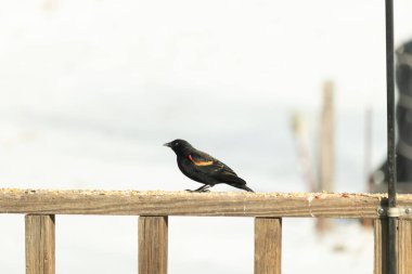 Kırmızı kanatlı bir karatavuk, ahşap korkuluklara tünemiş, parlak kırmızı omuz bantları, koyu tüyleriyle çelişiyor. Bu yakın plan kuş yemini yakalar, bulanık bir arka plan üzerine kurulur, doğa ya da vahşi yaşam temaları için idealdir..