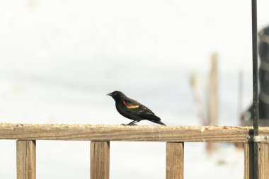 Kırmızı kanatlı bir karatavuk, ahşap korkuluklara tünemiş, parlak kırmızı omuz bantları, koyu tüyleriyle çelişiyor. Bu yakın plan kuş yemini yakalar, bulanık bir arka plan üzerine kurulur, doğa ya da vahşi yaşam temaları için idealdir..