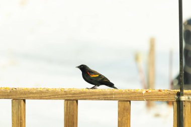 Kırmızı kanatlı bir karatavuk, ahşap korkuluklara tünemiş, parlak kırmızı omuz bantları, koyu tüyleriyle çelişiyor. Bu yakın plan kuş yemini yakalar, bulanık bir arka plan üzerine kurulur, doğa ya da vahşi yaşam temaları için idealdir..