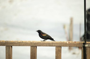 Kırmızı kanatlı bir karatavuk, ahşap korkuluklara tünemiş, parlak kırmızı omuz bantları, koyu tüyleriyle çelişiyor. Bu yakın plan kuş yemini yakalar, bulanık bir arka plan üzerine kurulur, doğa ya da vahşi yaşam temaları için idealdir..