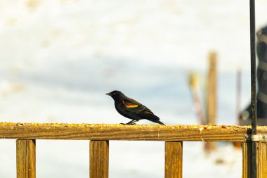Kırmızı kanatlı bir karatavuk, ahşap korkuluklara tünemiş, parlak kırmızı omuz bantları, koyu tüyleriyle çelişiyor. Bu yakın plan kuş yemini yakalar, bulanık bir arka plan üzerine kurulur, doğa ya da vahşi yaşam temaları için idealdir..