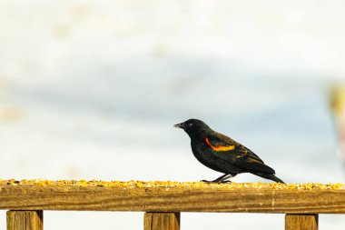 Kırmızı kanatlı bir karatavuk, ahşap korkuluklara tünemiş, parlak kırmızı omuz bantları, koyu tüyleriyle çelişiyor. Bu yakın plan kuş yemini yakalar, bulanık bir arka plan üzerine kurulur, doğa ya da vahşi yaşam temaları için idealdir..