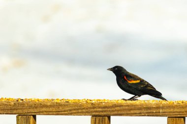 Kırmızı kanatlı bir karatavuk, ahşap korkuluklara tünemiş, parlak kırmızı omuz bantları, koyu tüyleriyle çelişiyor. Bu yakın plan kuş yemini yakalar, bulanık bir arka plan üzerine kurulur, doğa ya da vahşi yaşam temaları için idealdir..