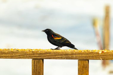 Kırmızı kanatlı bir karatavuk, ahşap korkuluklara tünemiş, parlak kırmızı omuz bantları, koyu tüyleriyle çelişiyor. Bu yakın plan kuş yemini yakalar, bulanık bir arka plan üzerine kurulur, doğa ya da vahşi yaşam temaları için idealdir..
