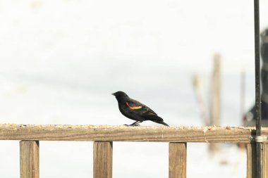 Kırmızı kanatlı bir karatavuk, ahşap korkuluklara tünemiş, parlak kırmızı omuz bantları, koyu tüyleriyle çelişiyor. Bu yakın plan kuş yemini yakalar, bulanık bir arka plan üzerine kurulur, doğa ya da vahşi yaşam temaları için idealdir..