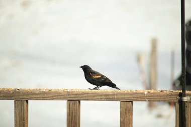 Kırmızı kanatlı bir karatavuk, ahşap korkuluklara tünemiş, parlak kırmızı omuz bantları, koyu tüyleriyle çelişiyor. Bu yakın plan kuş yemini yakalar, bulanık bir arka plan üzerine kurulur, doğa ya da vahşi yaşam temaları için idealdir..