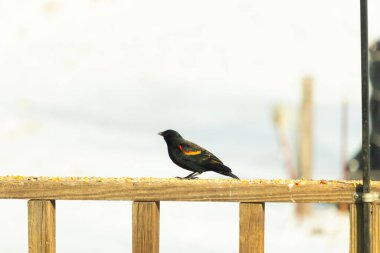 Kırmızı kanatlı bir karatavuk, ahşap korkuluklara tünemiş, parlak kırmızı omuz bantları, koyu tüyleriyle çelişiyor. Bu yakın plan kuş yemini yakalar, bulanık bir arka plan üzerine kurulur, doğa ya da vahşi yaşam temaları için idealdir..