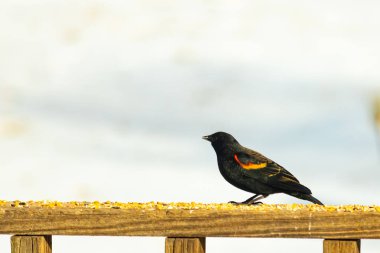 Kırmızı kanatlı bir karatavuk, ahşap korkuluklara tünemiş, parlak kırmızı omuz bantları, koyu tüyleriyle çelişiyor. Bu yakın plan kuş yemini yakalar, bulanık bir arka plan üzerine kurulur, doğa ya da vahşi yaşam temaları için idealdir..