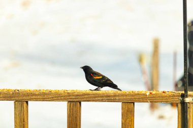 Kırmızı kanatlı bir karatavuk, ahşap korkuluklara tünemiş, parlak kırmızı omuz bantları, koyu tüyleriyle çelişiyor. Bu yakın plan kuş yemini yakalar, bulanık bir arka plan üzerine kurulur, doğa ya da vahşi yaşam temaları için idealdir..