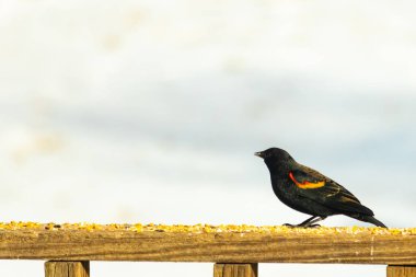 Kırmızı kanatlı bir karatavuk, ahşap korkuluklara tünemiş, parlak kırmızı omuz bantları, koyu tüyleriyle çelişiyor. Bu yakın plan kuş yemini yakalar, bulanık bir arka plan üzerine kurulur, doğa ya da vahşi yaşam temaları için idealdir..