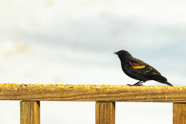 Kırmızı kanatlı bir karatavuk, ahşap korkuluklara tünemiş, parlak kırmızı omuz bantları, koyu tüyleriyle çelişiyor. Bu yakın plan kuş yemini yakalar, bulanık bir arka plan üzerine kurulur, doğa ya da vahşi yaşam temaları için idealdir..