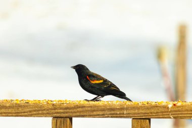 Kırmızı kanatlı bir karatavuk, ahşap korkuluklara tünemiş, parlak kırmızı omuz bantları, koyu tüyleriyle çelişiyor. Bu yakın plan kuş yemini yakalar, bulanık bir arka plan üzerine kurulur, doğa ya da vahşi yaşam temaları için idealdir..