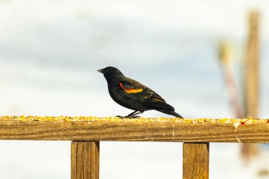 Kırmızı kanatlı bir karatavuk, ahşap korkuluklara tünemiş, parlak kırmızı omuz bantları, koyu tüyleriyle çelişiyor. Bu yakın plan kuş yemini yakalar, bulanık bir arka plan üzerine kurulur, doğa ya da vahşi yaşam temaları için idealdir..