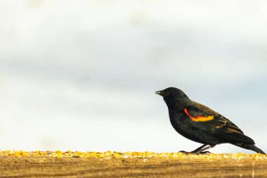 Kırmızı kanatlı bir karatavuk, ahşap korkuluklara tünemiş, parlak kırmızı omuz bantları, koyu tüyleriyle çelişiyor. Bu yakın plan kuş yemini yakalar, bulanık bir arka plan üzerine kurulur, doğa ya da vahşi yaşam temaları için idealdir..