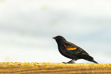 Kırmızı kanatlı bir karatavuk, ahşap korkuluklara tünemiş, parlak kırmızı omuz bantları, koyu tüyleriyle çelişiyor. Bu yakın plan kuş yemini yakalar, bulanık bir arka plan üzerine kurulur, doğa ya da vahşi yaşam temaları için idealdir..