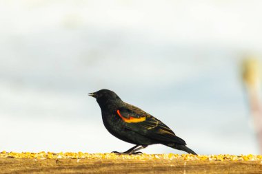Kırmızı kanatlı bir karatavuk, ahşap korkuluklara tünemiş, parlak kırmızı omuz bantları, koyu tüyleriyle çelişiyor. Bu yakın plan kuş yemini yakalar, bulanık bir arka plan üzerine kurulur, doğa ya da vahşi yaşam temaları için idealdir..