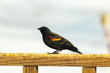 Kırmızı kanatlı bir karatavuk, ahşap korkuluklara tünemiş, parlak kırmızı omuz bantları, koyu tüyleriyle çelişiyor. Bu yakın plan kuş yemini yakalar, bulanık bir arka plan üzerine kurulur, doğa ya da vahşi yaşam temaları için idealdir..