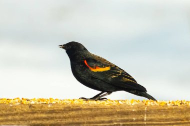 Kırmızı kanatlı bir karatavuk, ahşap korkuluklara tünemiş, parlak kırmızı omuz bantları, koyu tüyleriyle çelişiyor. Bu yakın plan kuş yemini yakalar, bulanık bir arka plan üzerine kurulur, doğa ya da vahşi yaşam temaları için idealdir..
