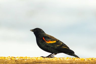 Kırmızı kanatlı bir karatavuk, ahşap korkuluklara tünemiş, parlak kırmızı omuz bantları, koyu tüyleriyle çelişiyor. Bu yakın plan kuş yemini yakalar, bulanık bir arka plan üzerine kurulur, doğa ya da vahşi yaşam temaları için idealdir..