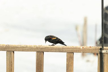 Kırmızı kanatlı bir karatavuk, ahşap korkuluklara tünemiş, parlak kırmızı omuz bantları, koyu tüyleriyle çelişiyor. Bu yakın plan kuş yemini yakalar, bulanık bir arka plan üzerine kurulur, doğa ya da vahşi yaşam temaları için idealdir..