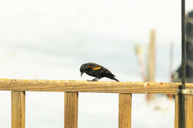 Kırmızı kanatlı bir karatavuk, ahşap korkuluklara tünemiş, parlak kırmızı omuz bantları, koyu tüyleriyle çelişiyor. Bu yakın plan kuş yemini yakalar, bulanık bir arka plan üzerine kurulur, doğa ya da vahşi yaşam temaları için idealdir..