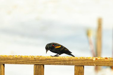 Kırmızı kanatlı bir karatavuk, ahşap korkuluklara tünemiş, parlak kırmızı omuz bantları, koyu tüyleriyle çelişiyor. Bu yakın plan kuş yemini yakalar, bulanık bir arka plan üzerine kurulur, doğa ya da vahşi yaşam temaları için idealdir..