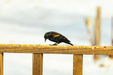 Kırmızı kanatlı bir karatavuk, ahşap korkuluklara tünemiş, parlak kırmızı omuz bantları, koyu tüyleriyle çelişiyor. Bu yakın plan kuş yemini yakalar, bulanık bir arka plan üzerine kurulur, doğa ya da vahşi yaşam temaları için idealdir..