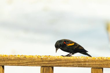 Kırmızı kanatlı bir karatavuk, ahşap korkuluklara tünemiş, parlak kırmızı omuz bantları, koyu tüyleriyle çelişiyor. Bu yakın plan kuş yemini yakalar, bulanık bir arka plan üzerine kurulur, doğa ya da vahşi yaşam temaları için idealdir..
