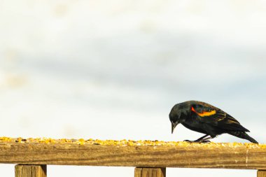 Kırmızı kanatlı bir karatavuk, ahşap korkuluklara tünemiş, parlak kırmızı omuz bantları, koyu tüyleriyle çelişiyor. Bu yakın plan kuş yemini yakalar, bulanık bir arka plan üzerine kurulur, doğa ya da vahşi yaşam temaları için idealdir..