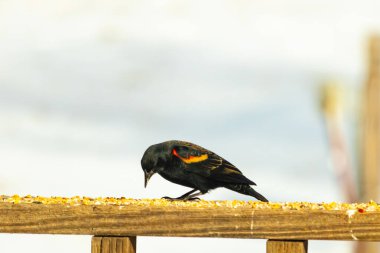 Kırmızı kanatlı bir karatavuk, ahşap korkuluklara tünemiş, parlak kırmızı omuz bantları, koyu tüyleriyle çelişiyor. Bu yakın plan kuş yemini yakalar, bulanık bir arka plan üzerine kurulur, doğa ya da vahşi yaşam temaları için idealdir..