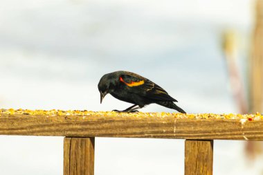 Kırmızı kanatlı bir karatavuk, ahşap korkuluklara tünemiş, parlak kırmızı omuz bantları, koyu tüyleriyle çelişiyor. Bu yakın plan kuş yemini yakalar, bulanık bir arka plan üzerine kurulur, doğa ya da vahşi yaşam temaları için idealdir..