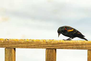 Kırmızı kanatlı bir karatavuk, ahşap korkuluklara tünemiş, parlak kırmızı omuz bantları, koyu tüyleriyle çelişiyor. Bu yakın plan kuş yemini yakalar, bulanık bir arka plan üzerine kurulur, doğa ya da vahşi yaşam temaları için idealdir..
