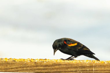 Kırmızı kanatlı bir karatavuk, ahşap korkuluklara tünemiş, parlak kırmızı omuz bantları, koyu tüyleriyle çelişiyor. Bu yakın plan kuş yemini yakalar, bulanık bir arka plan üzerine kurulur, doğa ya da vahşi yaşam temaları için idealdir..