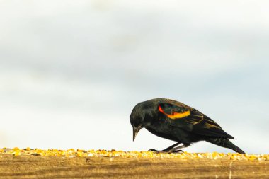 Kırmızı kanatlı bir karatavuk, ahşap korkuluklara tünemiş, parlak kırmızı omuz bantları, koyu tüyleriyle çelişiyor. Bu yakın plan kuş yemini yakalar, bulanık bir arka plan üzerine kurulur, doğa ya da vahşi yaşam temaları için idealdir..